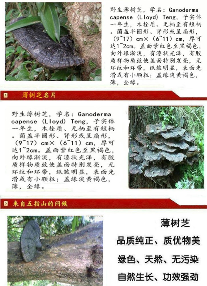 薄树芝1.jpg