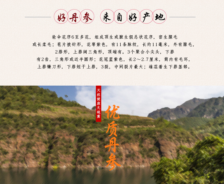 丹参_11.jpg