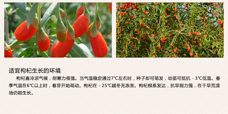 枸杞_12.jpg