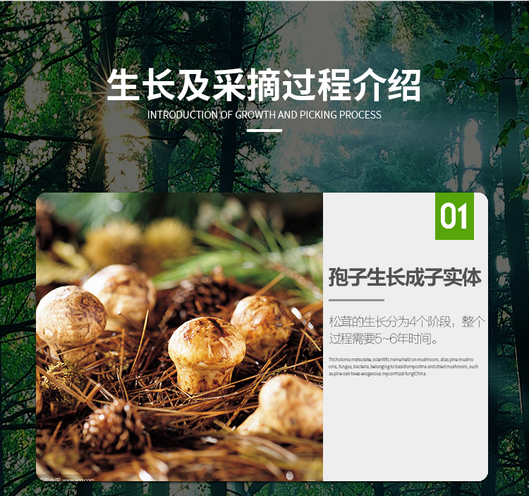 松茸详情页07.jpg