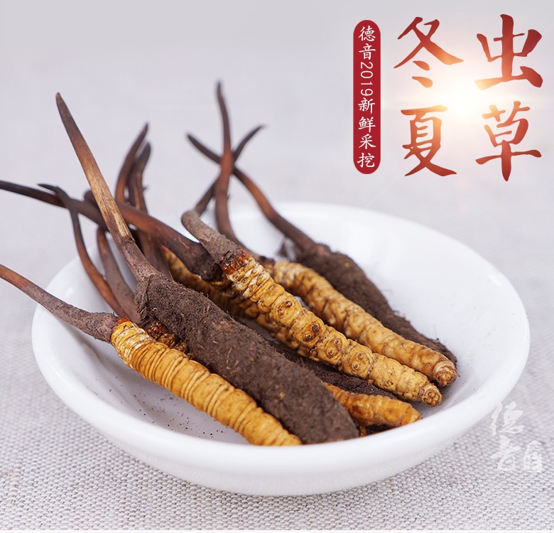鲜虫草_02.jpg