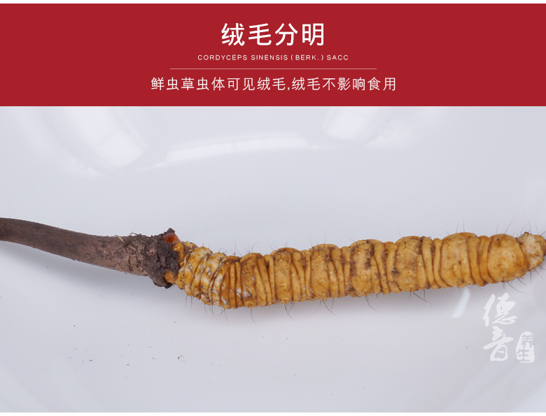 鲜虫草1 (1).jpg