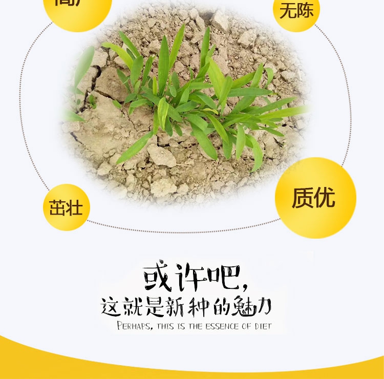 柴胡种子12.jpg