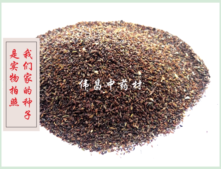 柴胡种子8.jpg