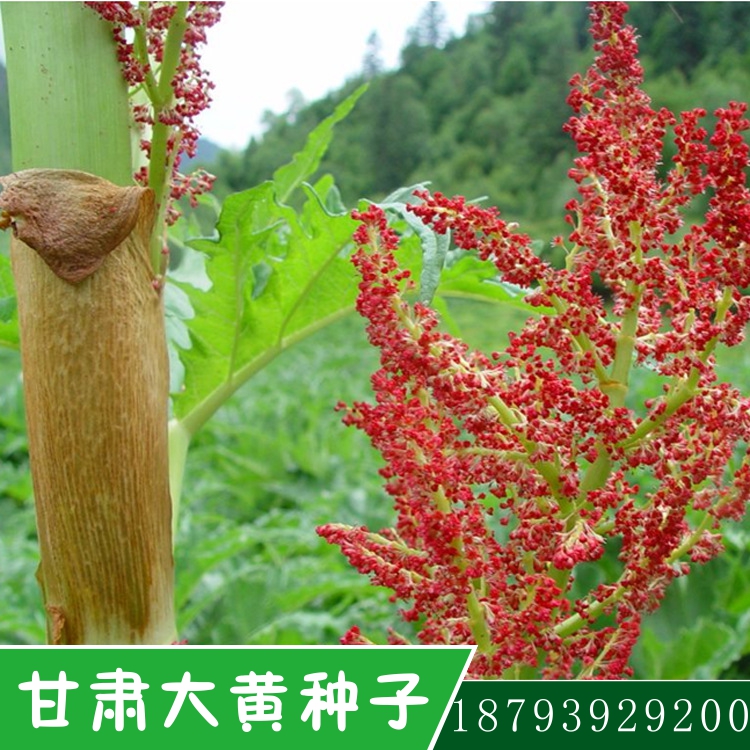 大黄种子.jpg