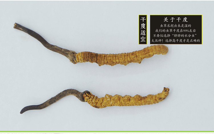 虫草详情_02.gif