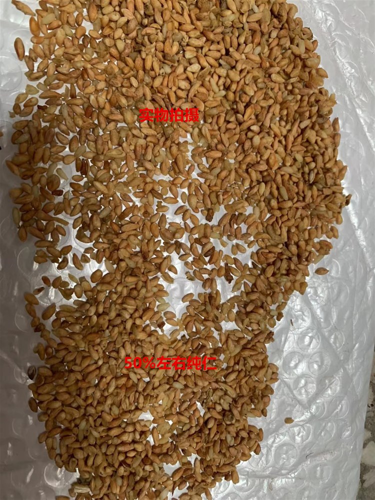 50柏子仁壳.jpg
