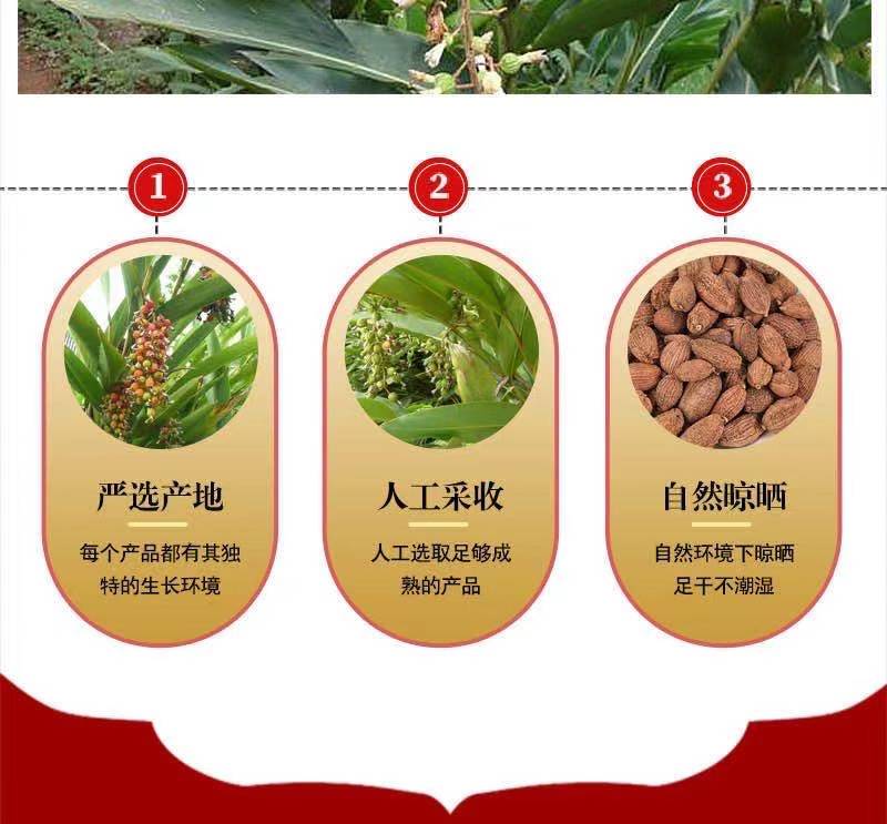 砂仁15.jpg