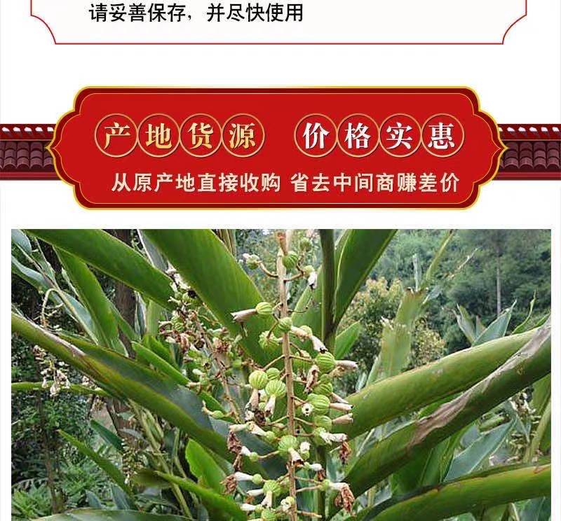 砂仁14.jpg