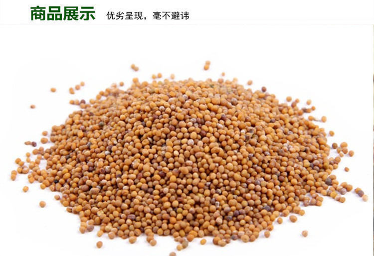 白芥子副本_副本.jpg