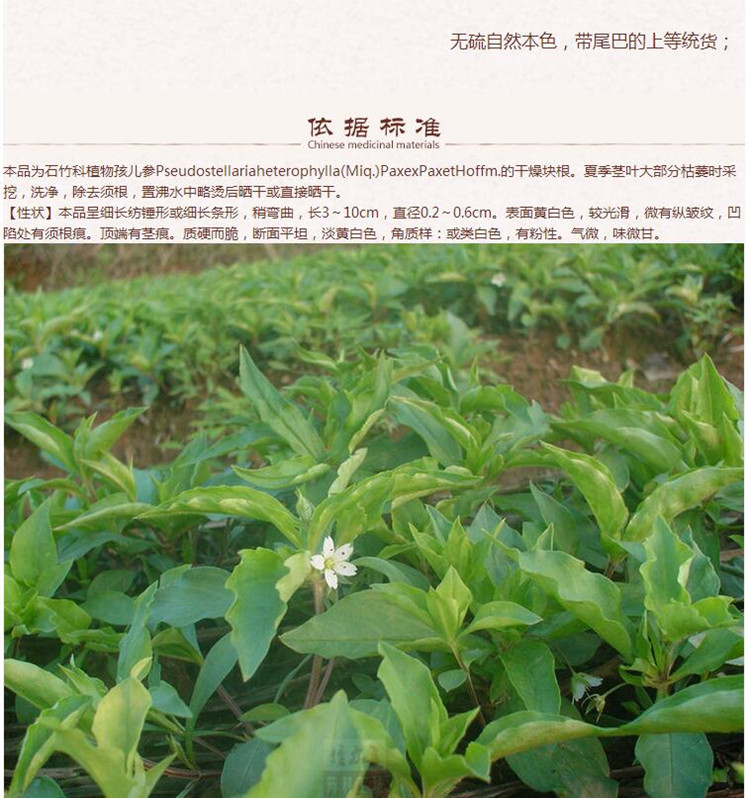 太子参6.jpg