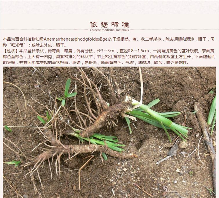 知母6.jpg