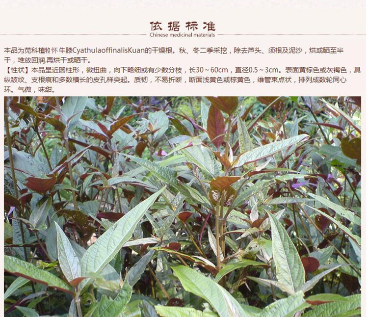 怀牛膝3.jpg