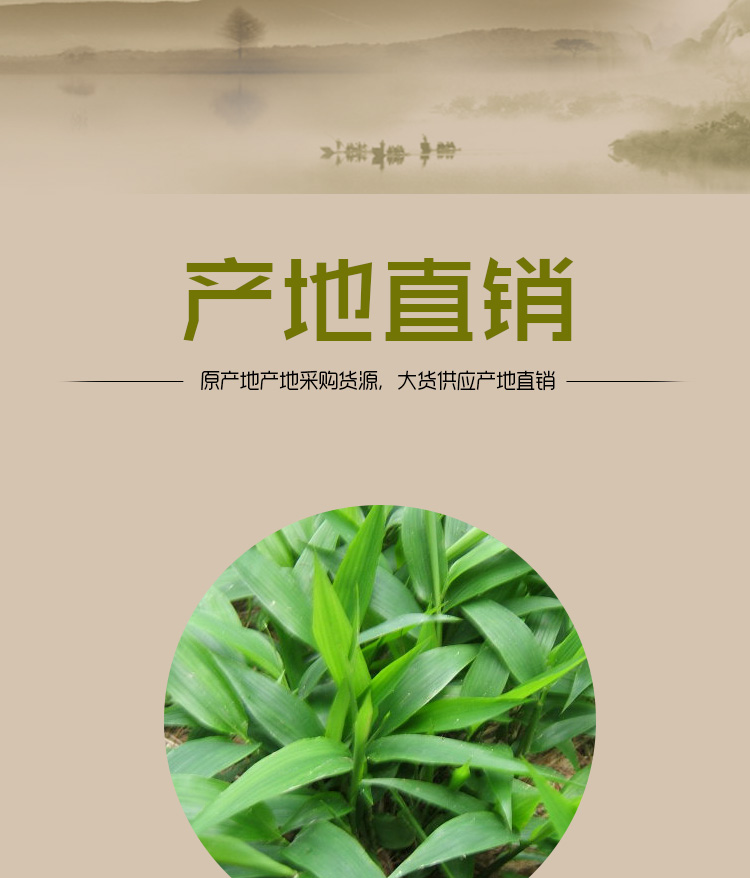 淡竹叶详情页_01.jpg