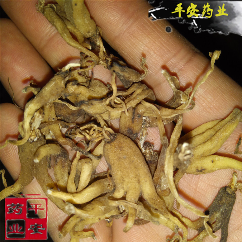 佛手参手掌参 (4)_副本.jpg