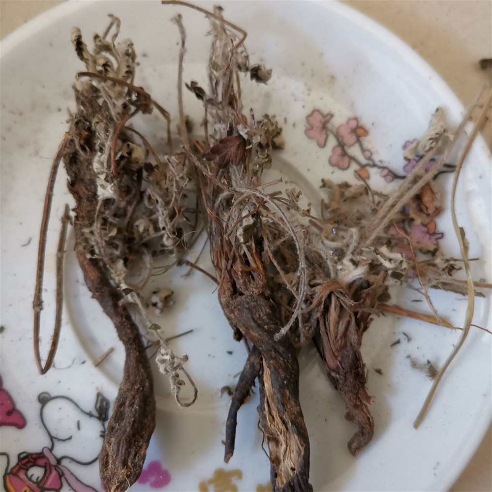 翻白草.jpg
