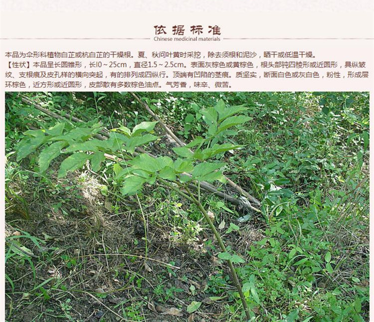 白芷个6.jpg