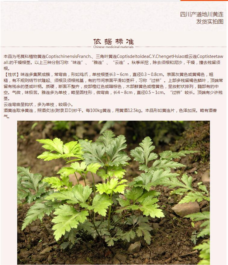 新黄连5.jpg