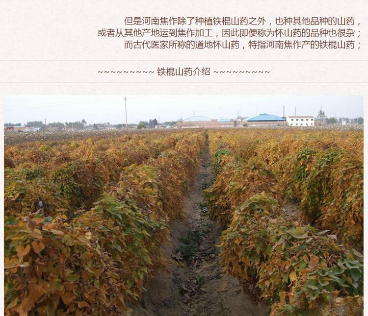 山药选货2.jpg
