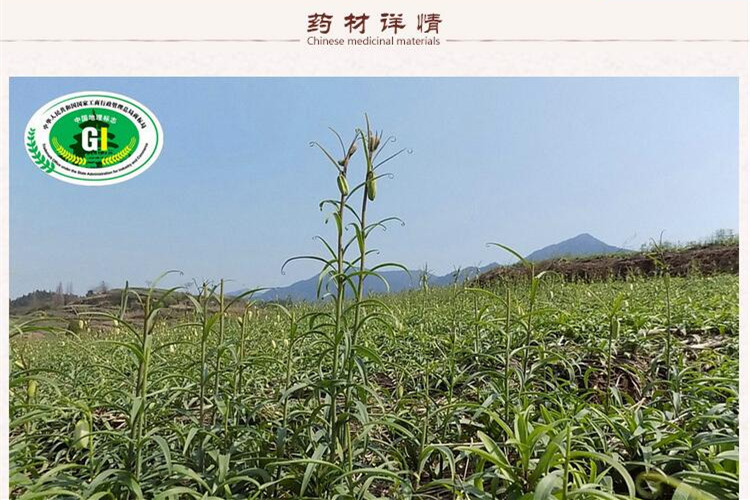 统片浙贝母2.jpg