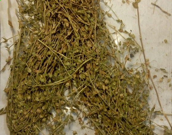小米草.jpg