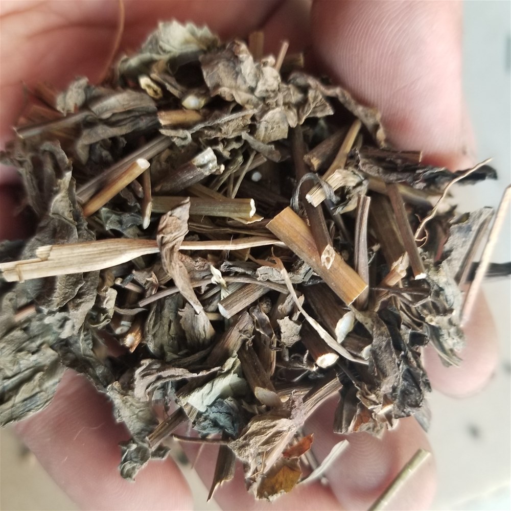 一点红25.jpg