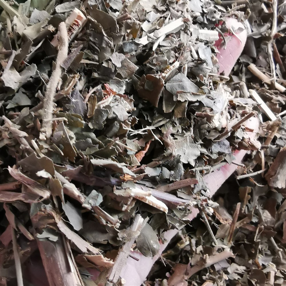 玉叶金花2.jpg