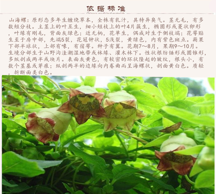 四叶参9.jpg