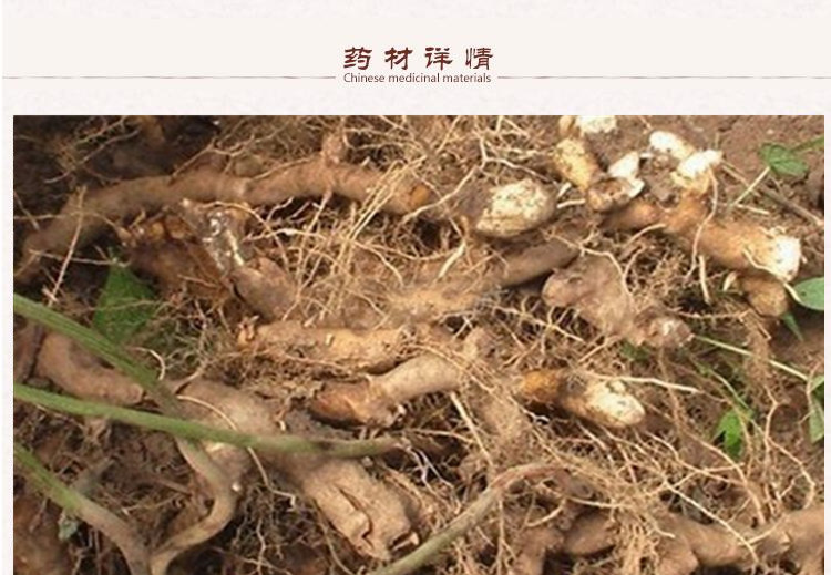 穿山龙2.jpg