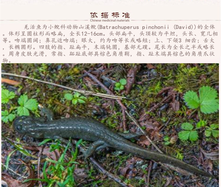 羌活鱼5.jpg