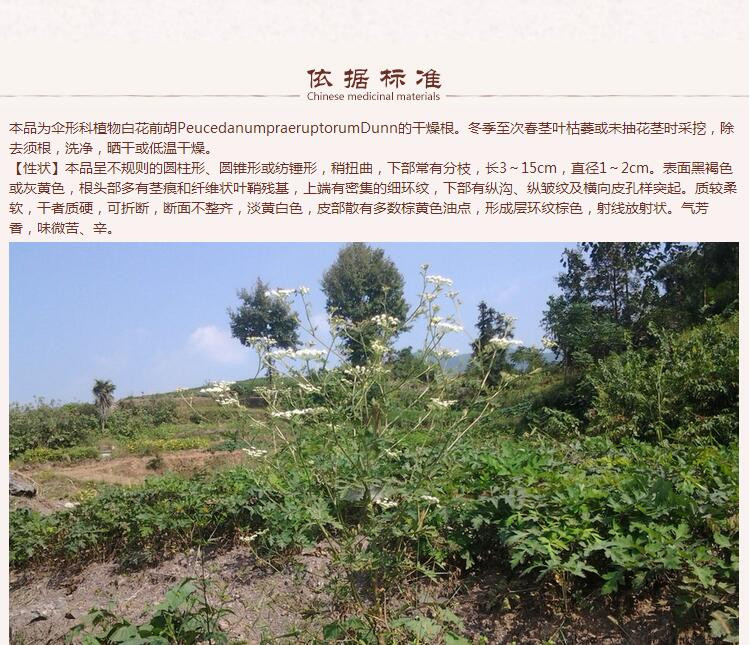 前胡6.jpg