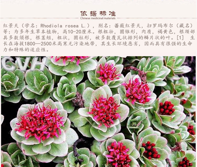 红景天5.jpg