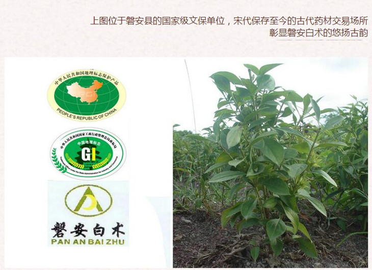 统个白术3.jpg