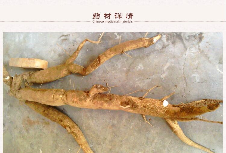 天花粉2.jpg