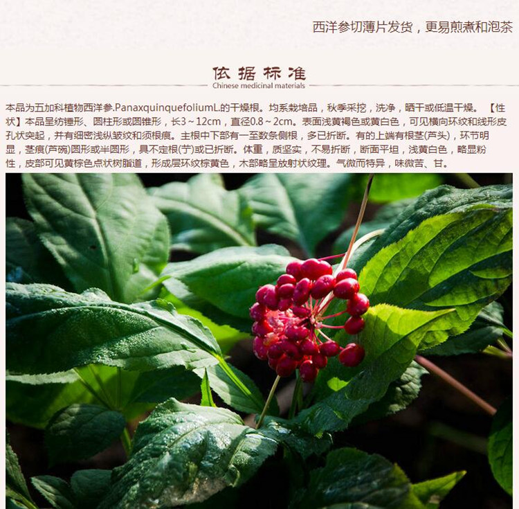 西洋参7.jpg