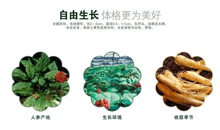 西洋参5.jpg
