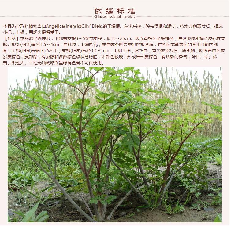 当归片0.58.jpg