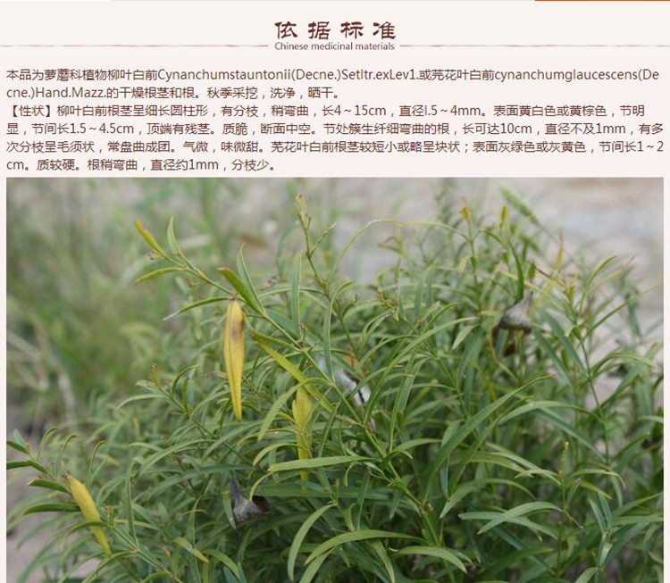 白前5.jpg