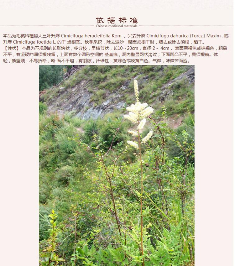 升麻5.jpg