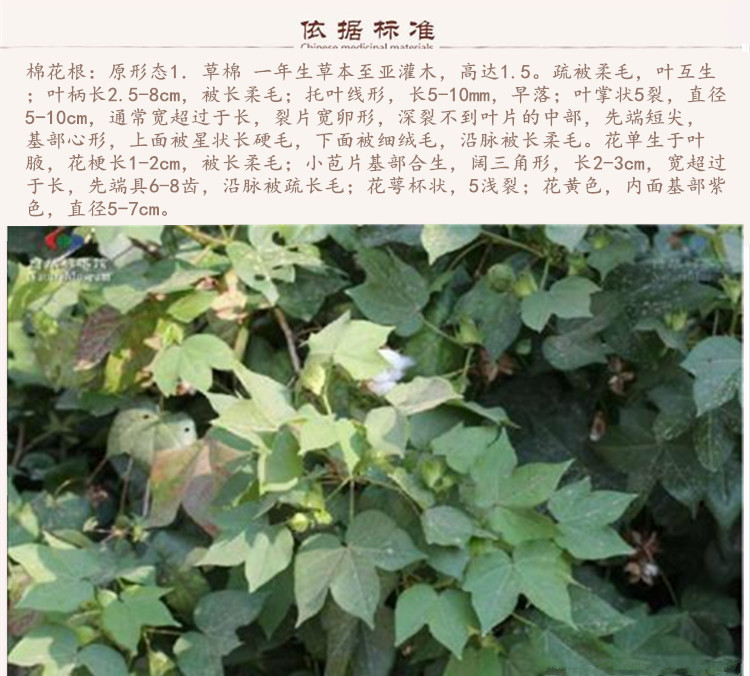 棉花根9.jpg