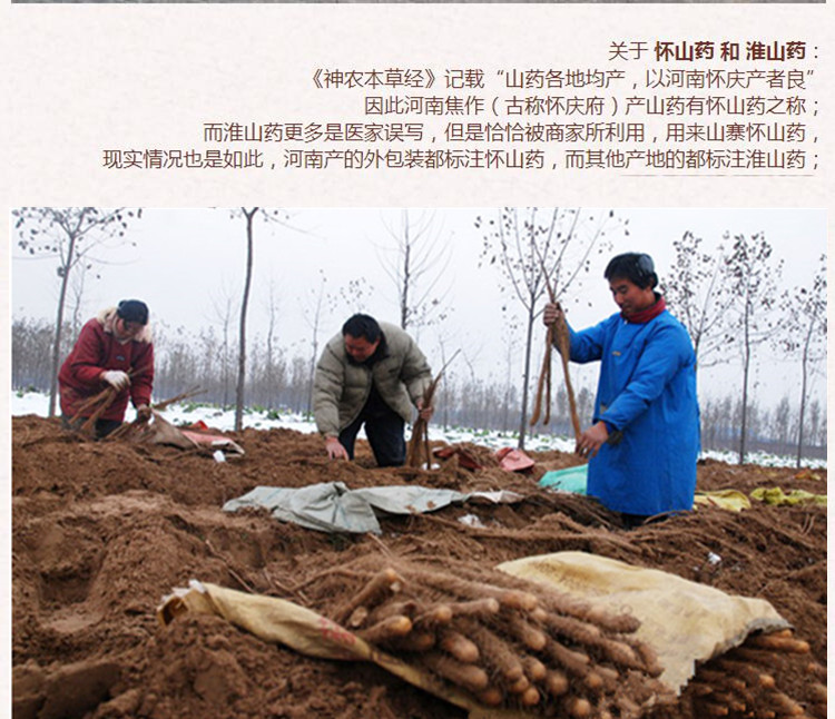 铁棍统山药5.jpg