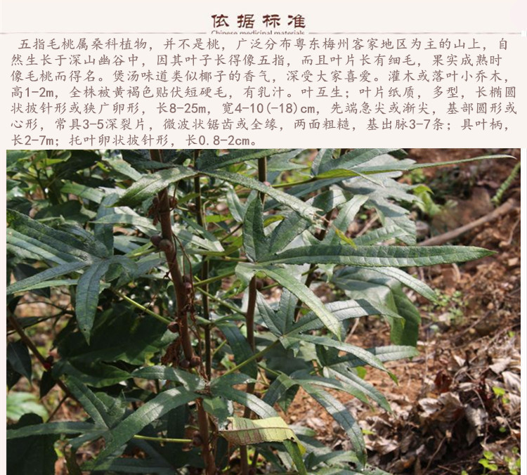 五指毛桃9.jpg