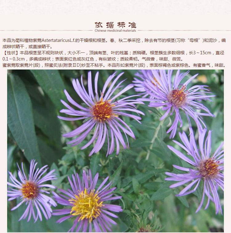 紫菀4.jpg