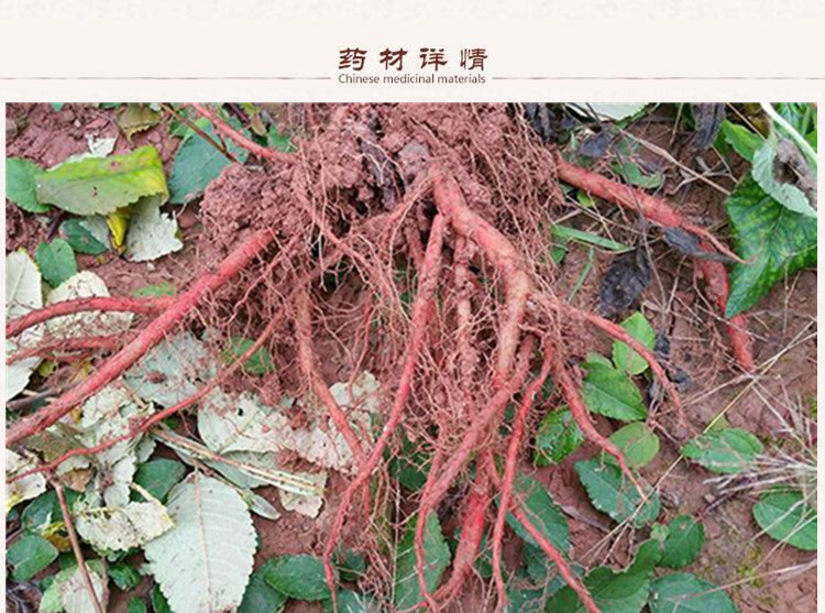 紫丹参选段2.jpg