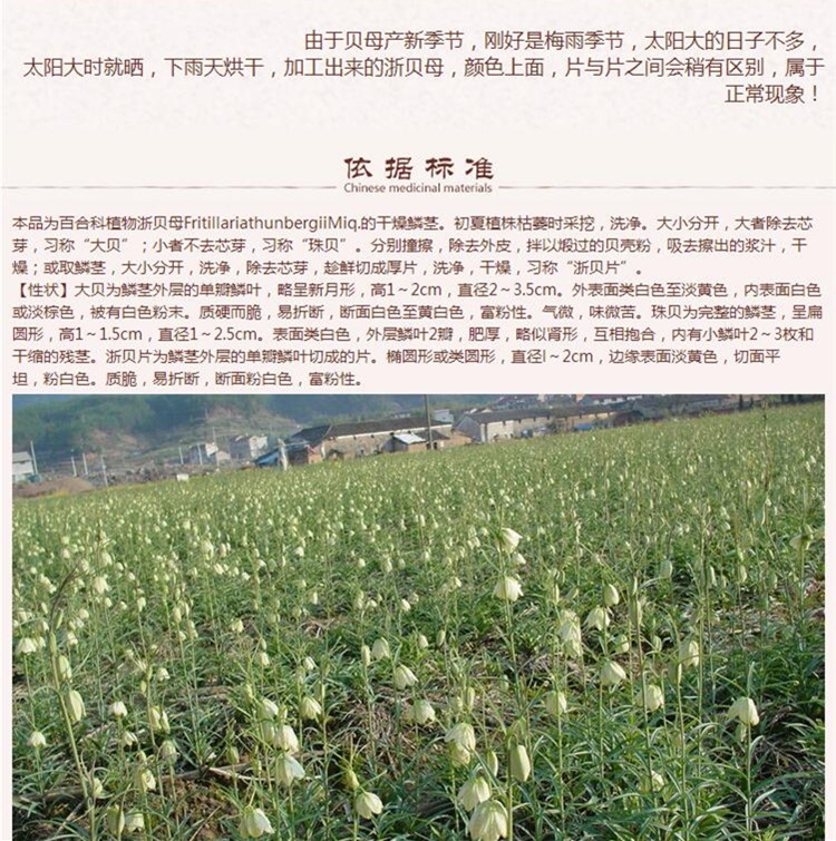 统个浙贝母9.jpg