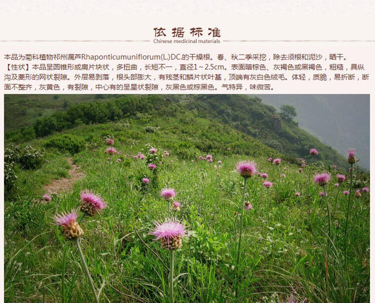 漏芦6.jpg
