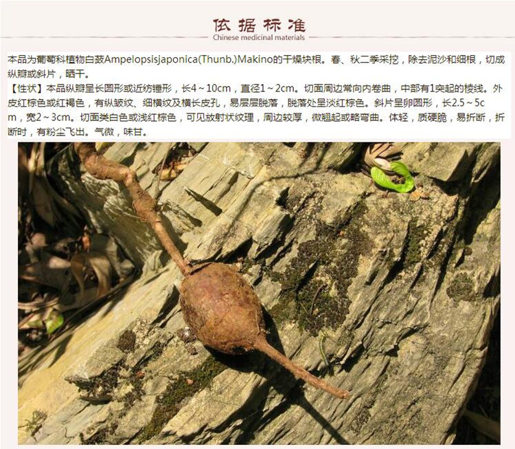白蔹5.jpg