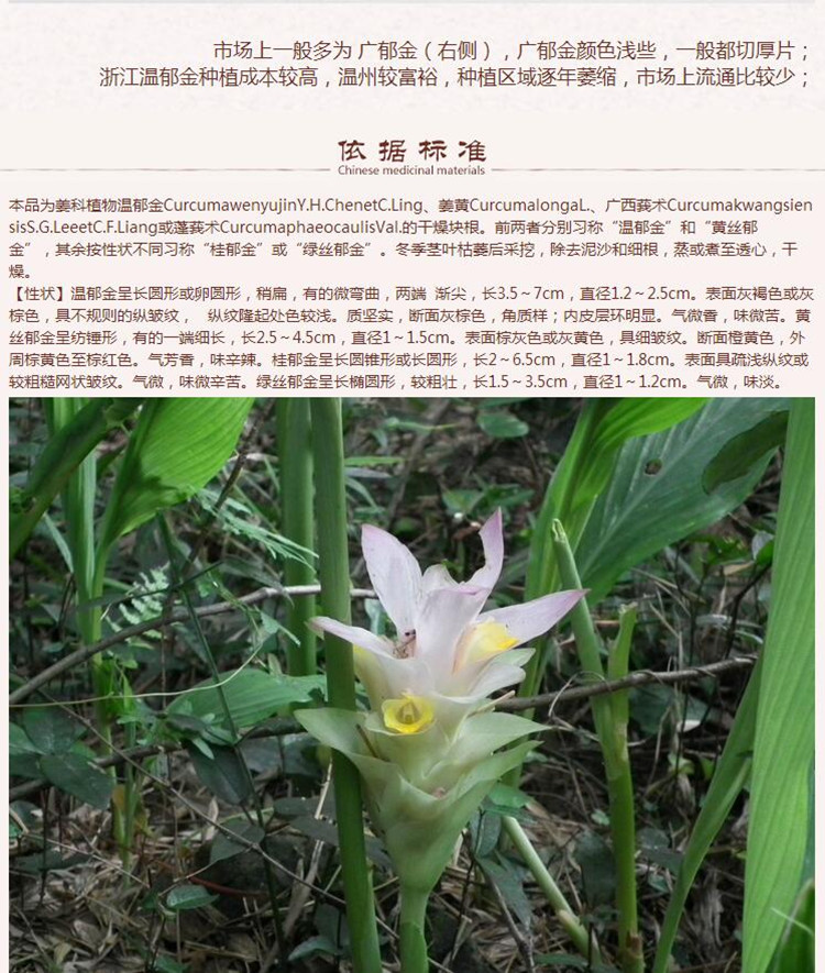 郁金1_副本.jpg