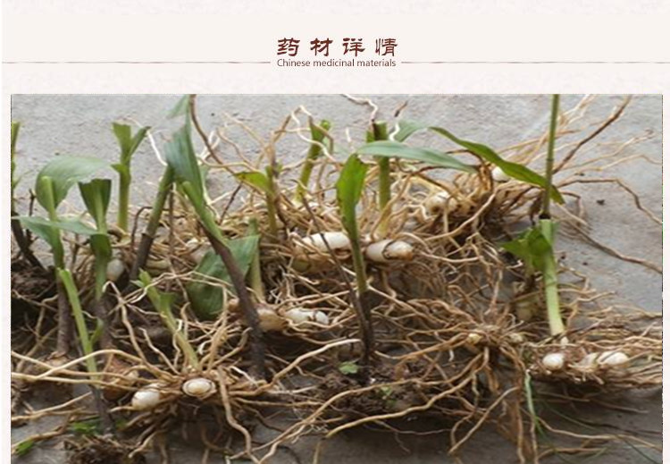 白芨2.jpg