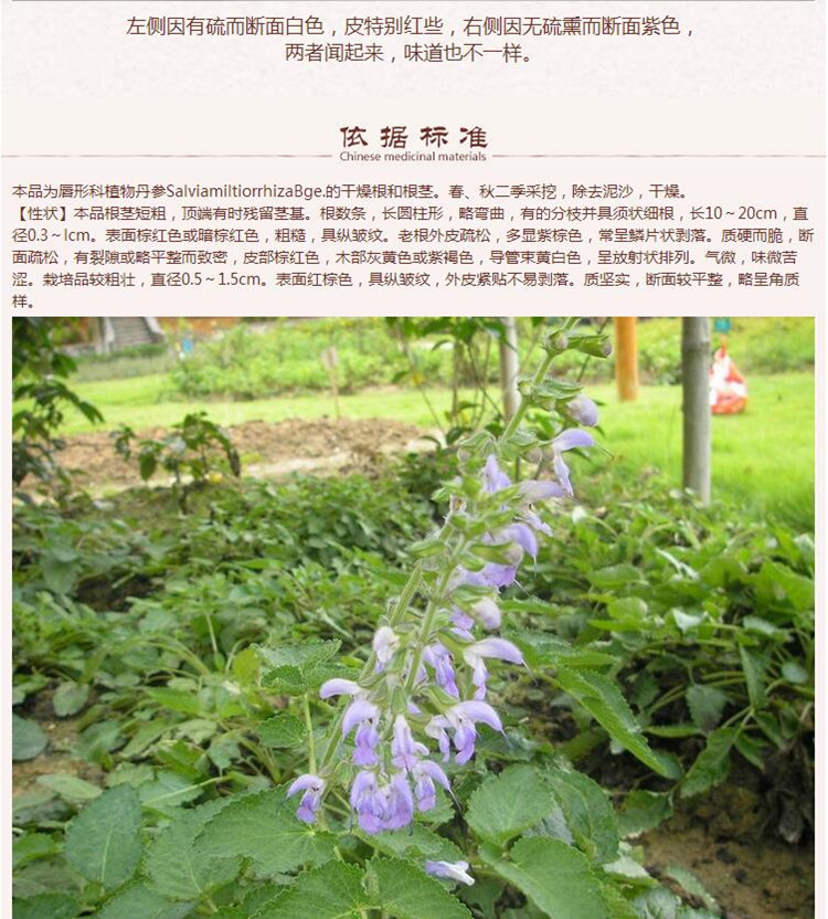 山东丹参7.jpg
